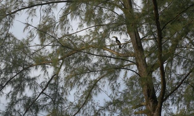 Identifier la flore et les oiseaux en voyage